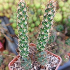 Tephrocactus weberi cv. red spines