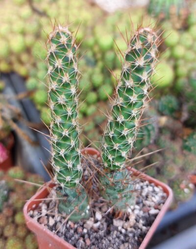 Tephrocactus weberi cv. red spines