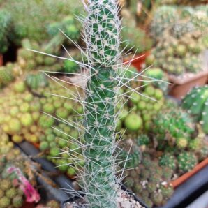 Tephrocactus weberi