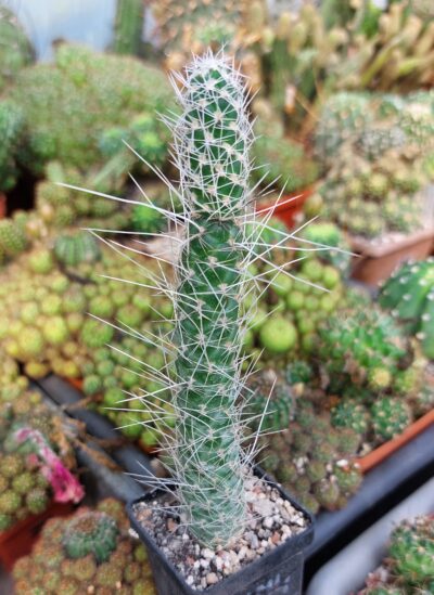 Tephrocactus weberi
