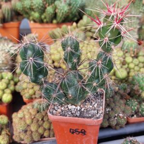 Grusonia invicta | 41