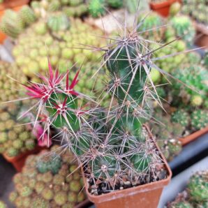 Grusonia invicta
