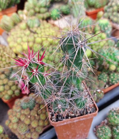 Grusonia invicta