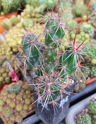 Grusonia invicta