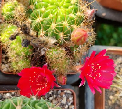 Lobivia boliviensis - Зображення 2