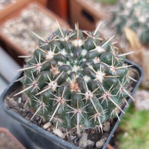Notocactus submammulosus | 63