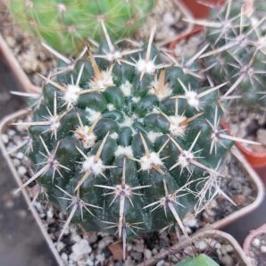 Notocactus submammulosus | 70