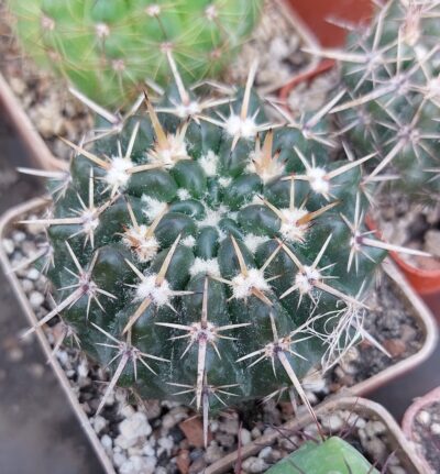 Notocactus submammulosus