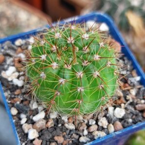 Notocactus ottonis | 63