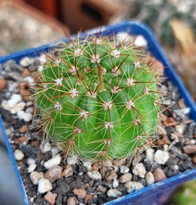 Notocactus ottonis