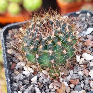 Lobivia tiegeliana v.densiseta