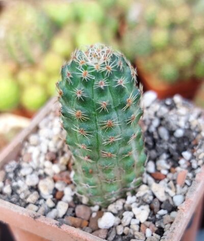 Mediolobivia pygmaea v. orurensis