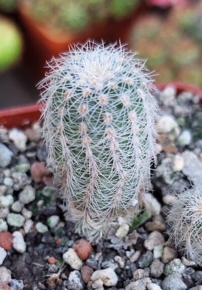 Gymnocalycium bruchii v.niveum OF 25-80 - Зображення 2