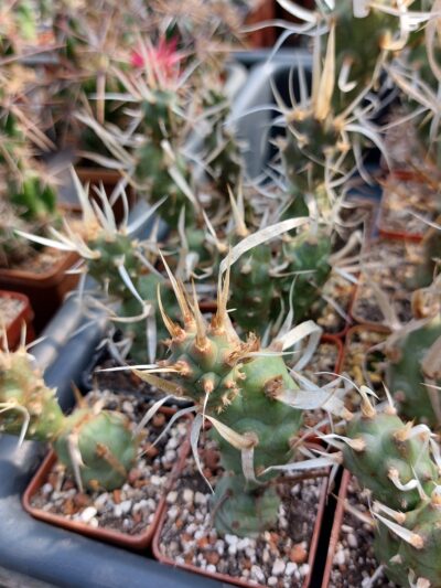 Tephrocactus articulatus v. papyracanthus - Зображення 2