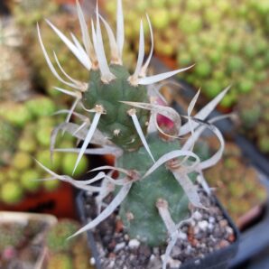 Tephrocactus articulatus v. papyracanthus