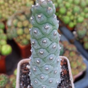 Tephrocactus articulatus v.diadematus f. inermis