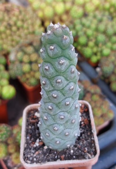 Tephrocactus articulatus v.diadematus f. inermis