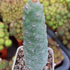 Tephrocactus articulatus v.diadematus f. inermis