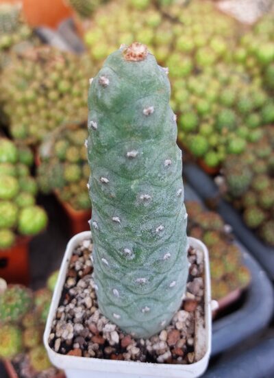 Tephrocactus articulatus v.diadematus f. inermis