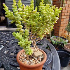 Crassula rupestris
