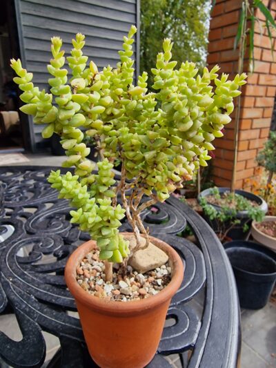 Crassula rupestris