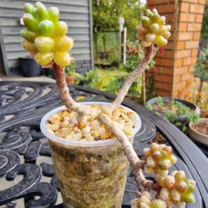 Sedum furfuraceum