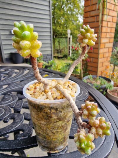 Sedum furfuraceum