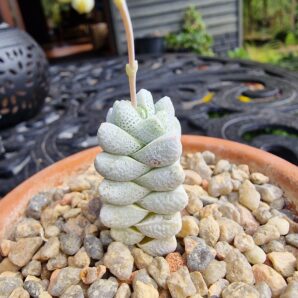 Crassula deceptor