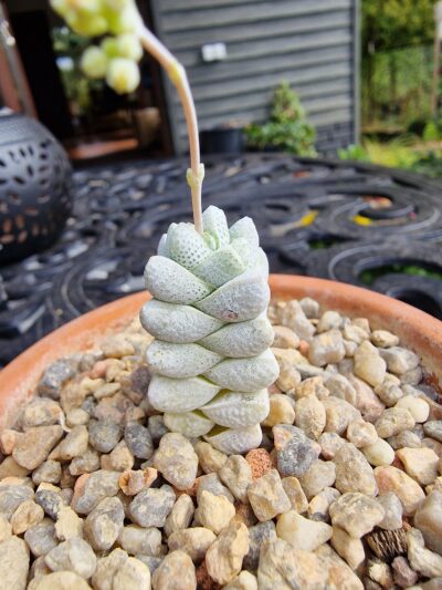 Crassula deceptor