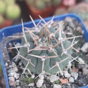 Gymnocalycium striglianum