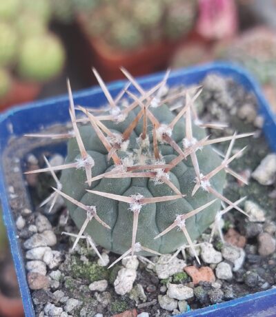 Gymnocalycium striglianum