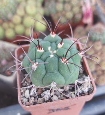 Gymnocalycium saglione