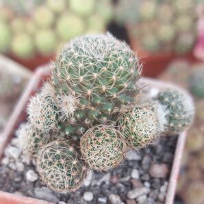 Aylostera heliosa v.condorensis RH276 | 95