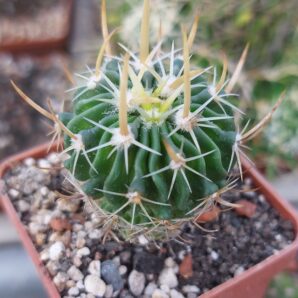 Stenocactus (echinofossulocactus) arrigans