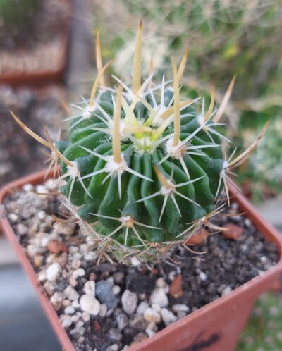 Stenocactus (echinofossulocactus) arrigans