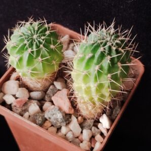 Lobivia acanthoplegma v. patula