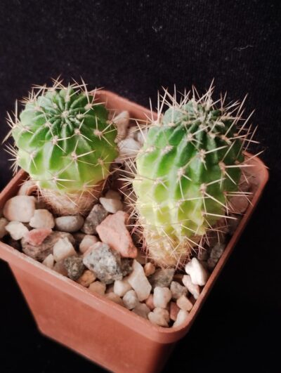 Lobivia acanthoplegma v. patula