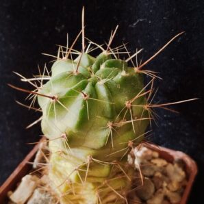 Lobivia jajoiana cv. Anemone