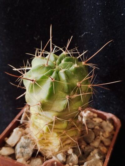 Lobivia jajoiana cv. Anemone