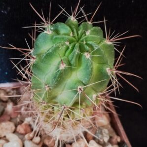 Lobivia jajoiana cv. Anemone.