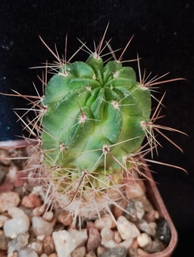 Lobivia jajoiana cv. Anemone.