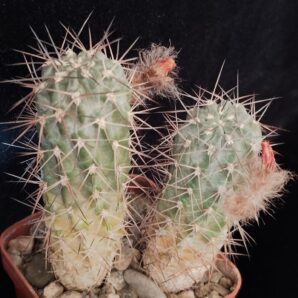 Acanthocalycium glaucum v. rubriflorum. | 1