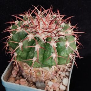 Discocactus crystallophilus HU582