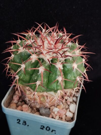 Discocactus crystallophilus HU582