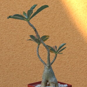 Adenium obesum 4