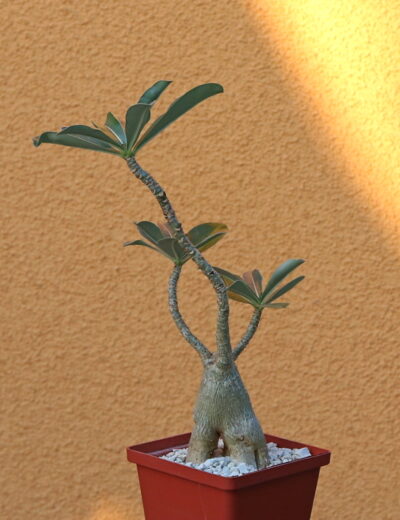 Adenium obesum 4