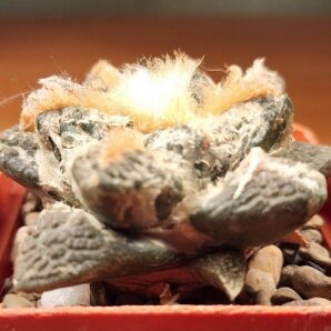 № 87 Ariocarpus fissuratus | 5