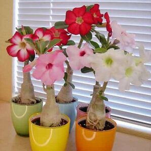 Adenium obesum (аденіум) насіння