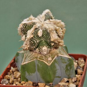 astrophytum-ornatum-dinozawr-2