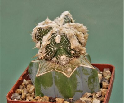 astrophytum-ornatum-dinozawr-2